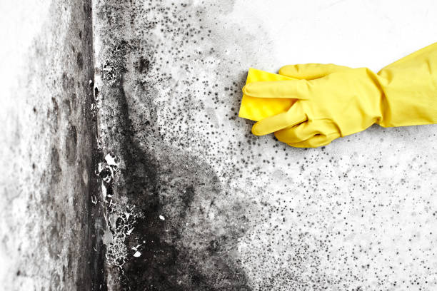 Mold Odor Removal Services in Shady Hollow, TX